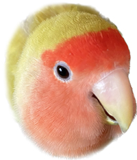 入江