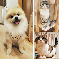 猿田