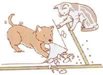 ノミの繁殖