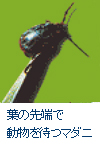 葉の先端で動物を待つマダニ